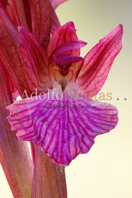 Orchis × dulukae (Detalle Flor)