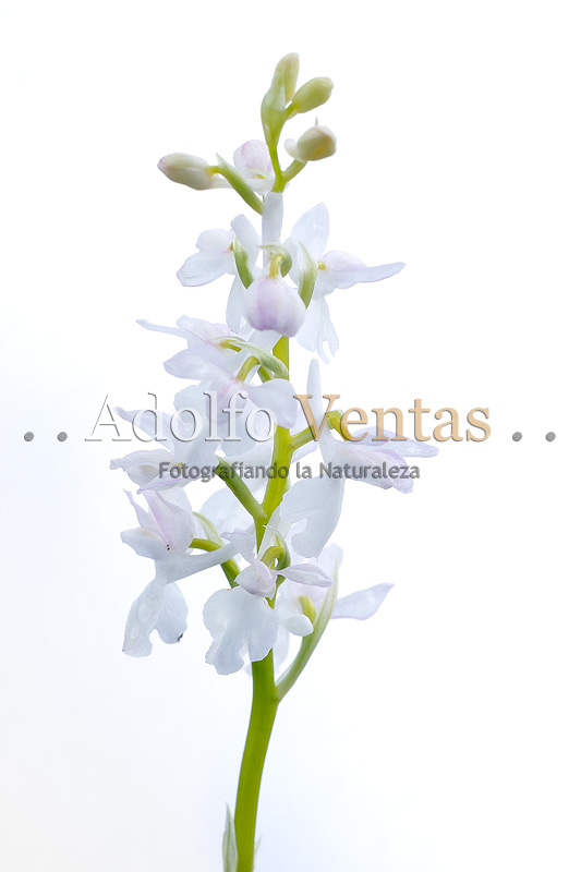 Orchis langei (hipocromática)