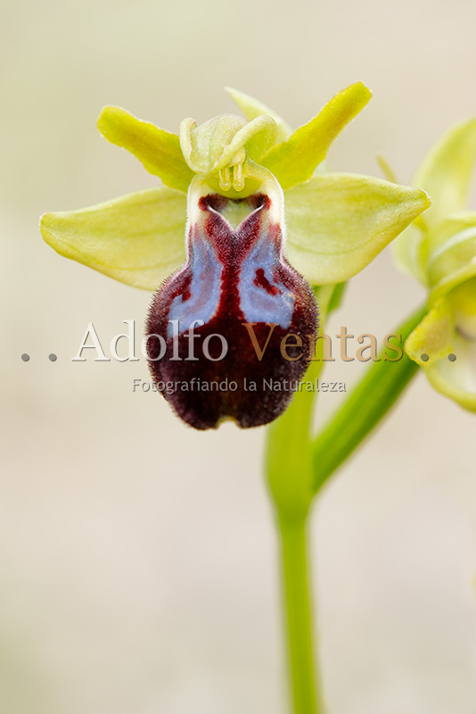 Ophrys x braun-blanquetiana