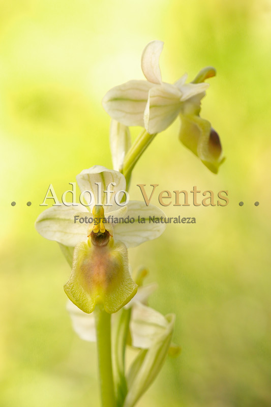 Ophrys tenthredinifera (Hipocromática)
