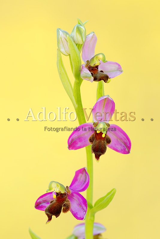 Ophrys apifera var. almaracensis