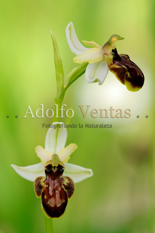 Ophrys castellana
