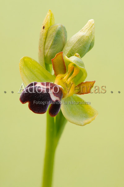 Ophrys algarvensis