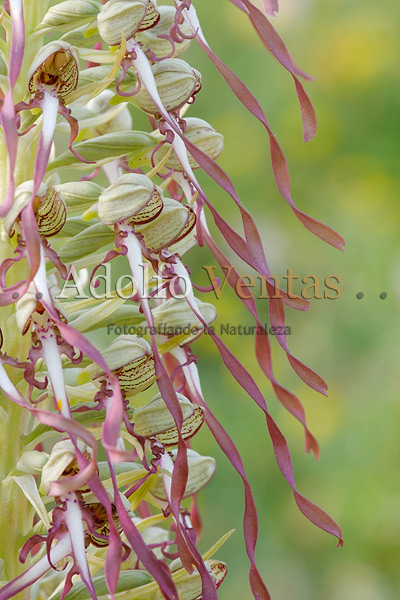 Himantoglossum hircinum (detalle)