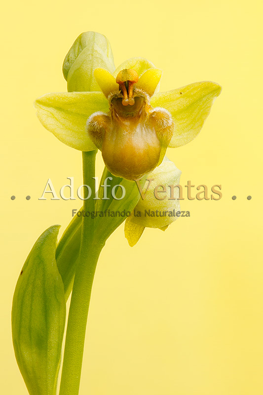 Ophrys bombyliflora (Hipocromática)