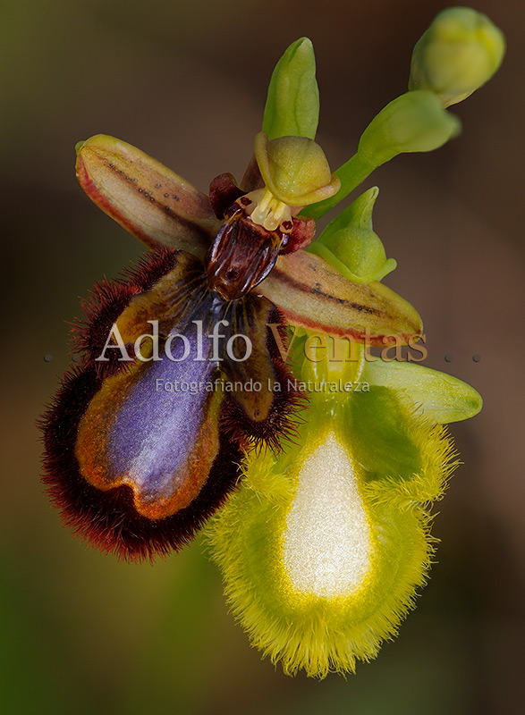 Ophrys speculum & speculum Hipocromática