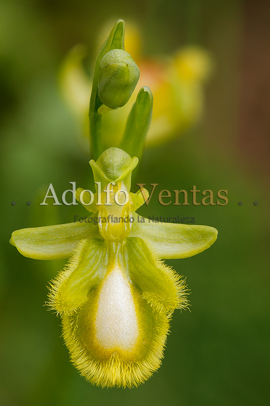 Ophrys speculum (Hipocromática)