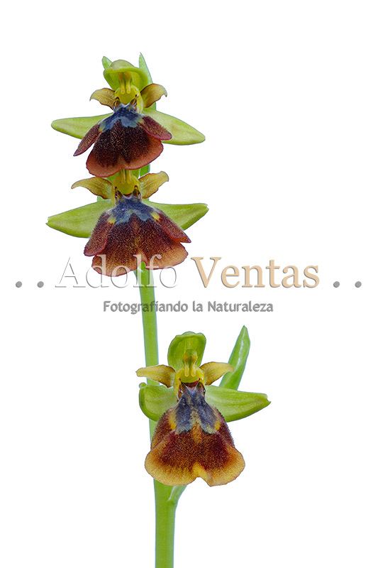 Ophrys x chobautii