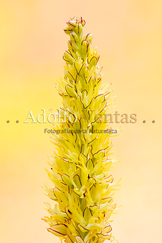 Aceras anthropophorum (Lusus)