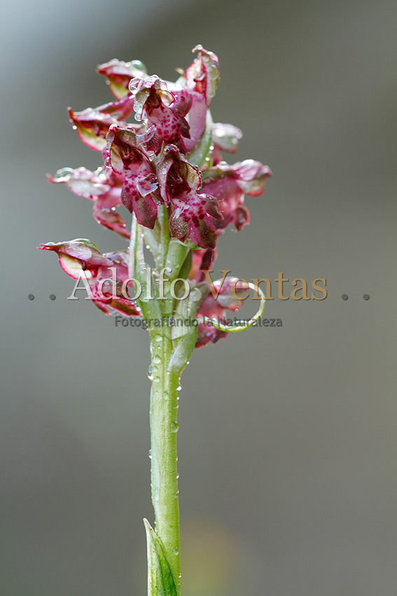 Orchis coriophora subps. fragrans