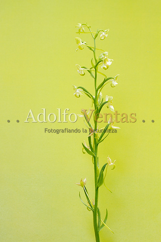 Platanthera chlorantha (inflorescencia)