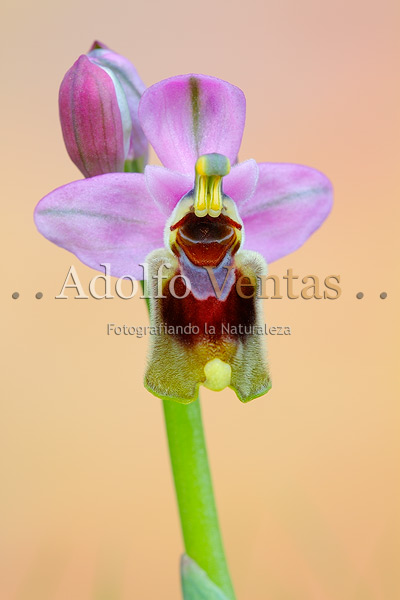 Ophrys tenthredinifera (visión frontal)