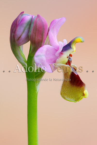 Ophrys tenthredinifera (perfil)