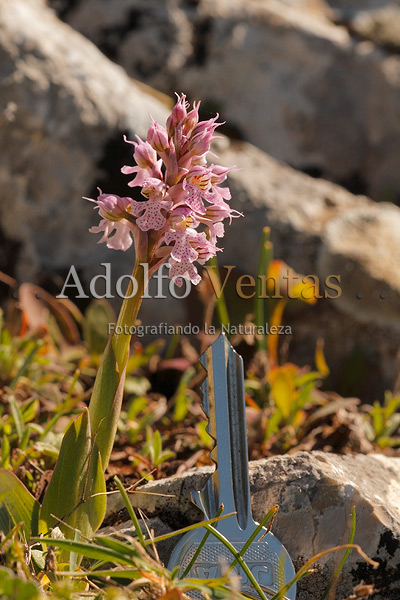 Orchis conica (tamaño)