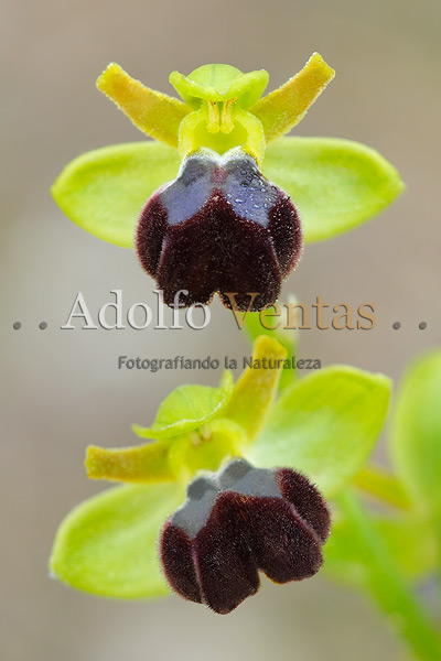 Ophrys fusca subsp. arnoldii 