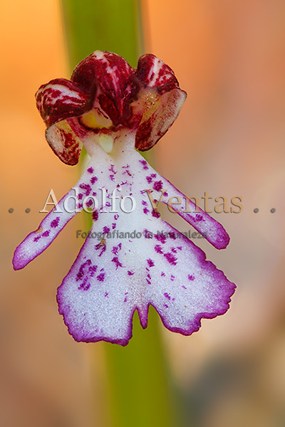 Orchis purpurea (Flor)
