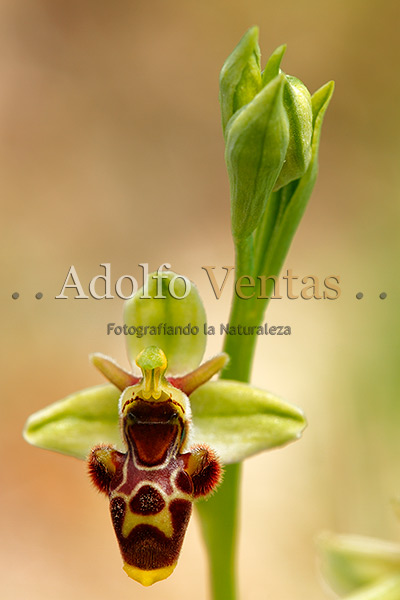 Ophrys scolopax Var. sphegifera