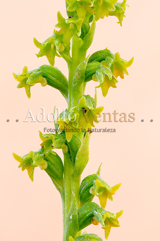 Gennaria diphylla (Flores)