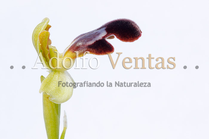 Ophrys x brigittae (Perfil)