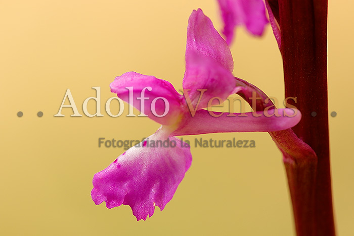 Orchis mascula (detalle flor lateral)