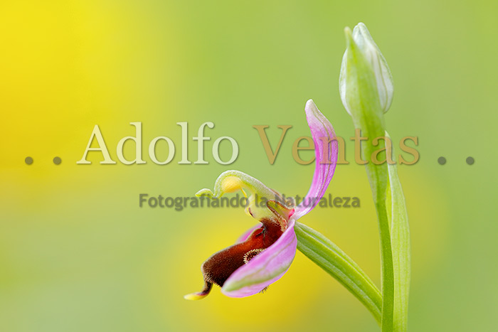 Ophrys apifera var. almaracensis