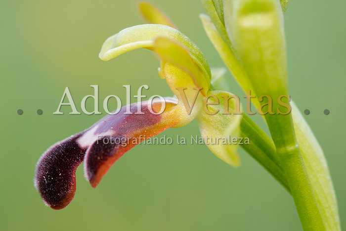 Ophrys algarvensis (detalle)