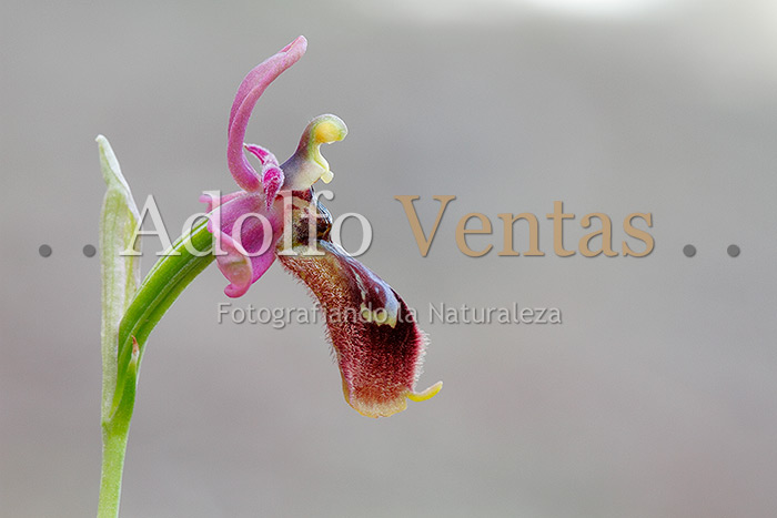Ophrys x heraultii (Vista Lateral)