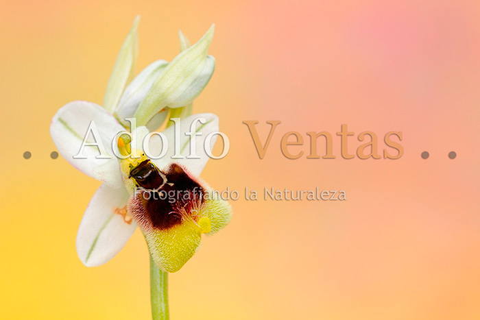 Ophrys tenthredinifera Subsp. ficalhoana (Hipocromática)