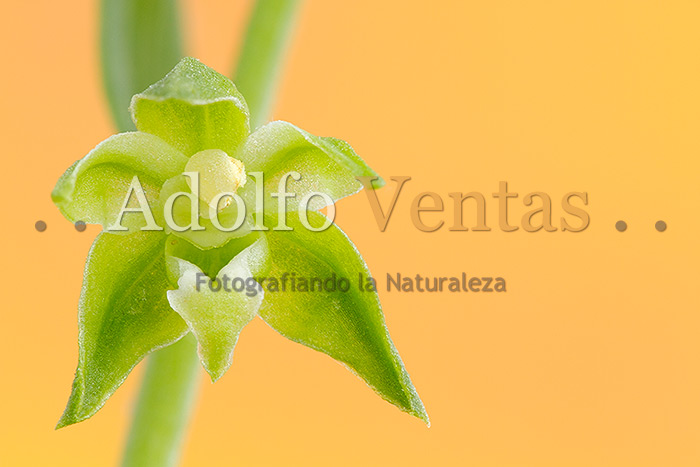 Epipactis fageticola (Flor)