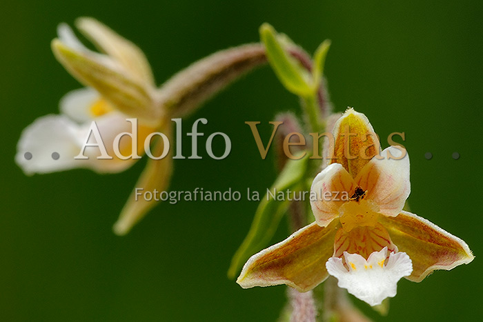 Epipactis palustris (Flor)
