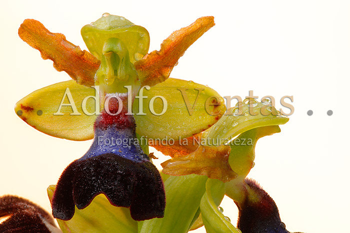 Ophrys atlantica (Detalle)