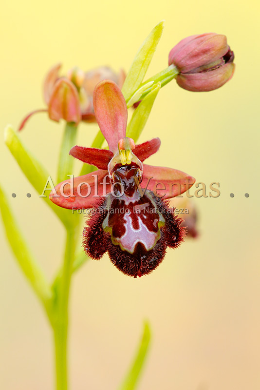 Ophrys x pantaliciensis var. rosea