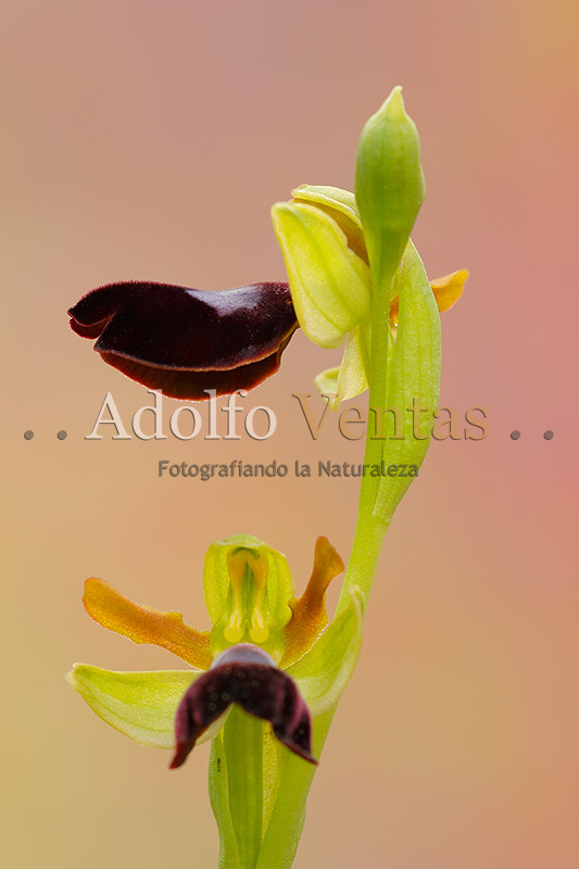 Ophrys atlantica (Lateral)
