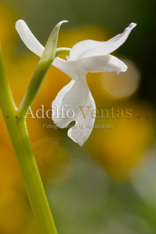 Orchis langei (hipocromática, detalle)