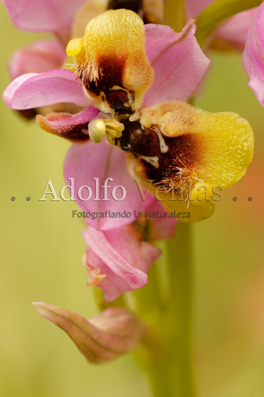 Ophrys tenthredinifera Subsp. ficalhoana (Lusus)