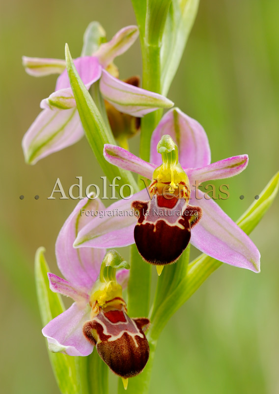 Ophrys apifera var. jurana