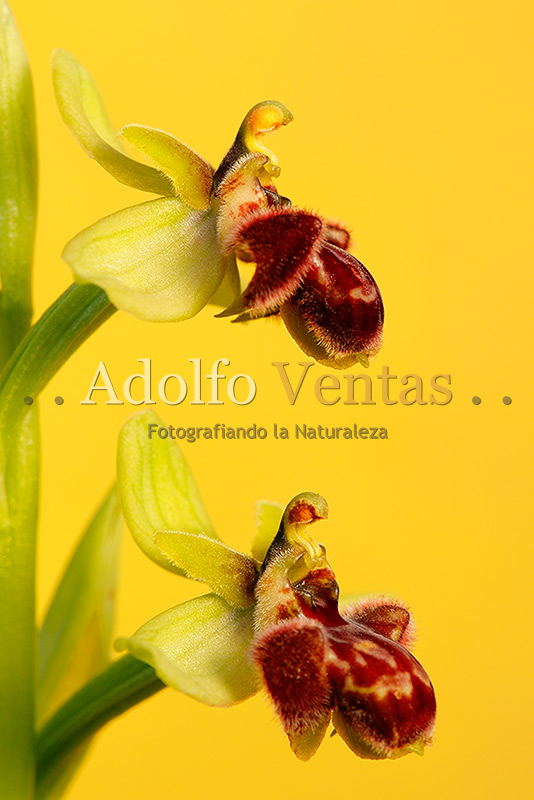 Ophrys x cosana (visión lateral)