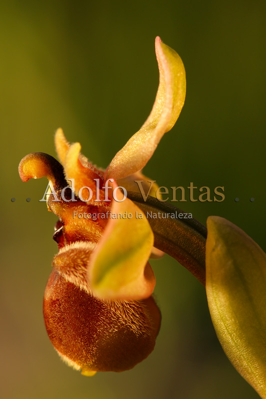 Ophrys x sommieri (Vista Lateral)