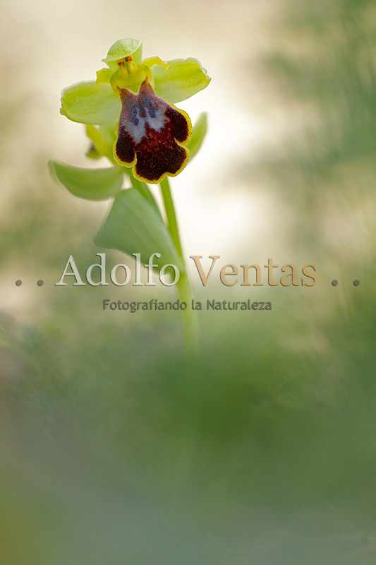 Ophrys fusca Subsp. bilunulata