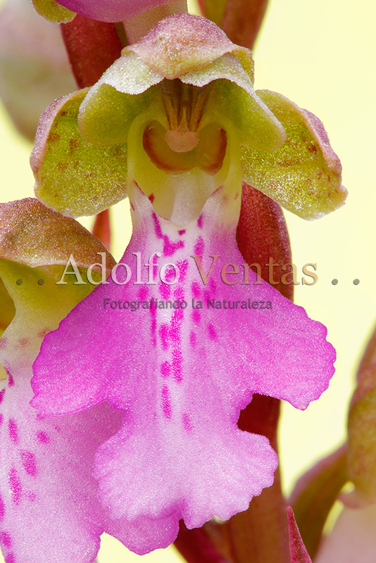 Orchis cazorlensis (Flor Frontal)