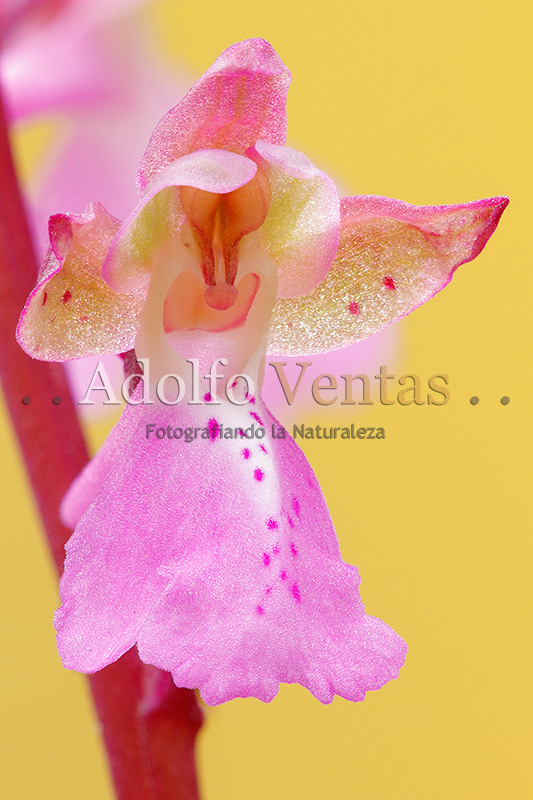 Orchis x incantata (Flor)