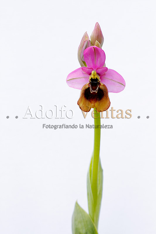 Ophrys tenthredinifera Subsp. ficalhoana