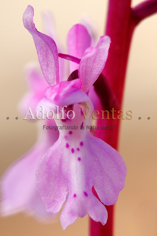 Orchis tenera (Detalle Frontal Flor)