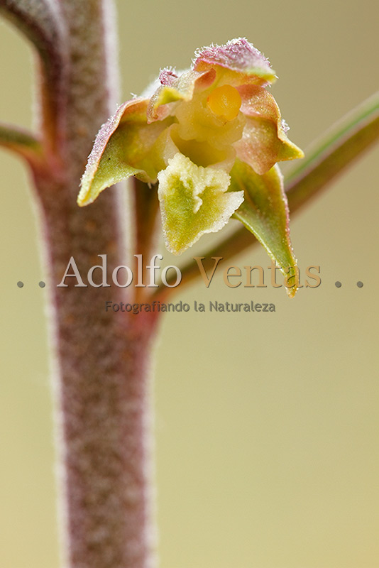 Epipactis microphylla (Flor)