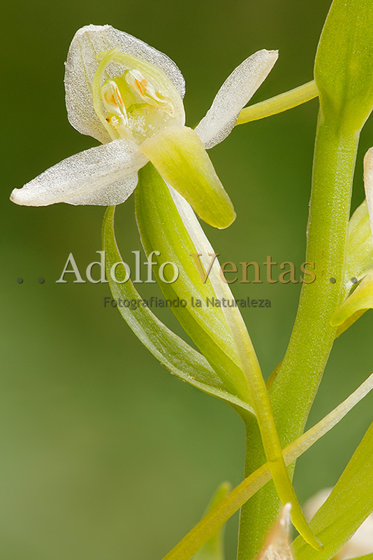 Platanthera chlorantha (flor completa)