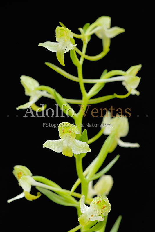 Platanthera chlorantha (inflorescencia)