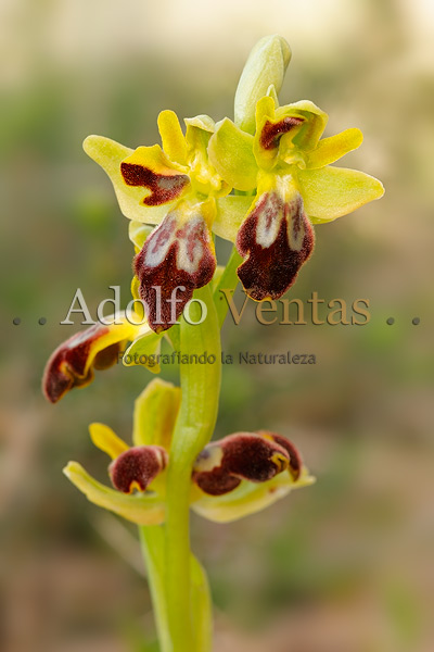 Ophrys fusca (lusus)