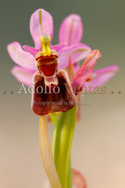 Ophrys x peltieri