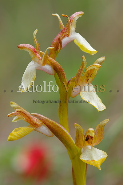 Orchis collina var. flavescens