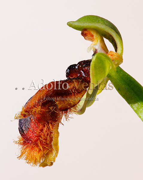 Ophrys x innominata (Vista Perfil)